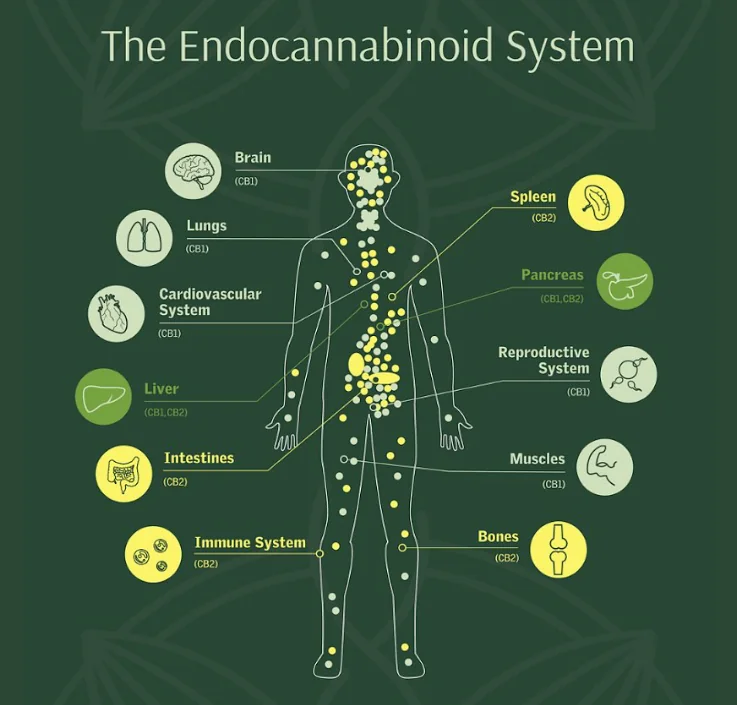 endocannabinoid system Cannabis styrker ældre hjerner – men der er en hage