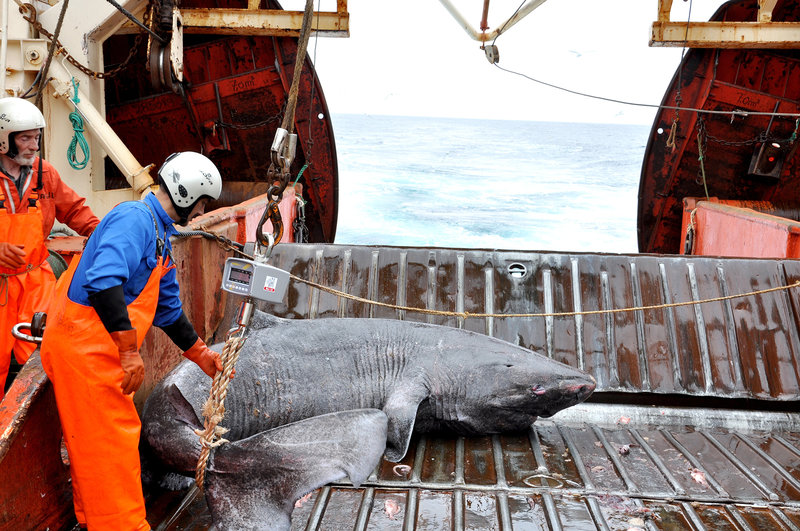greenland shark fishing Intet ved Grønlandshajen er normalt – den lever i 500 år og ser næsten ingenting