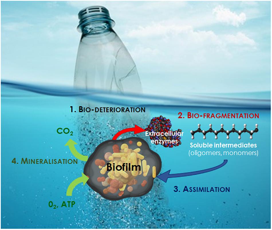 synthetic biology plastic degradation Syntetisk biologi: vi er begyndt at programmere livet selv – hvad kan gå galt?