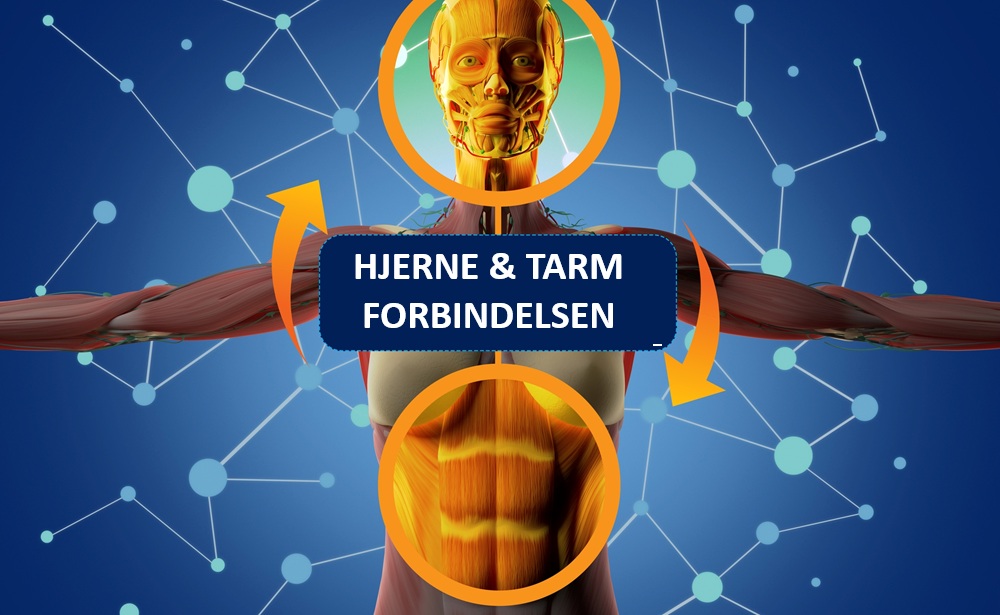 HVerne og tarm forbindelsen Tarmfibre booster hjernen – hvorfor venter Danmark?