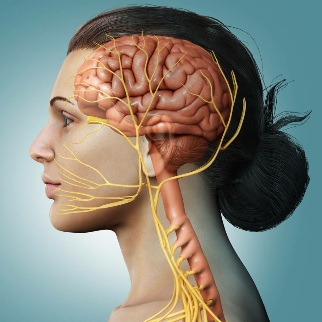 Vagus nerve cross section Vagusnerven: Alzheimer-håb eller dansk venteliste-fælde?